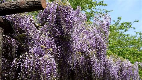 藤科植物|フジ Wisteria floribunda マメ科 Fabaceae フジ属 三河。